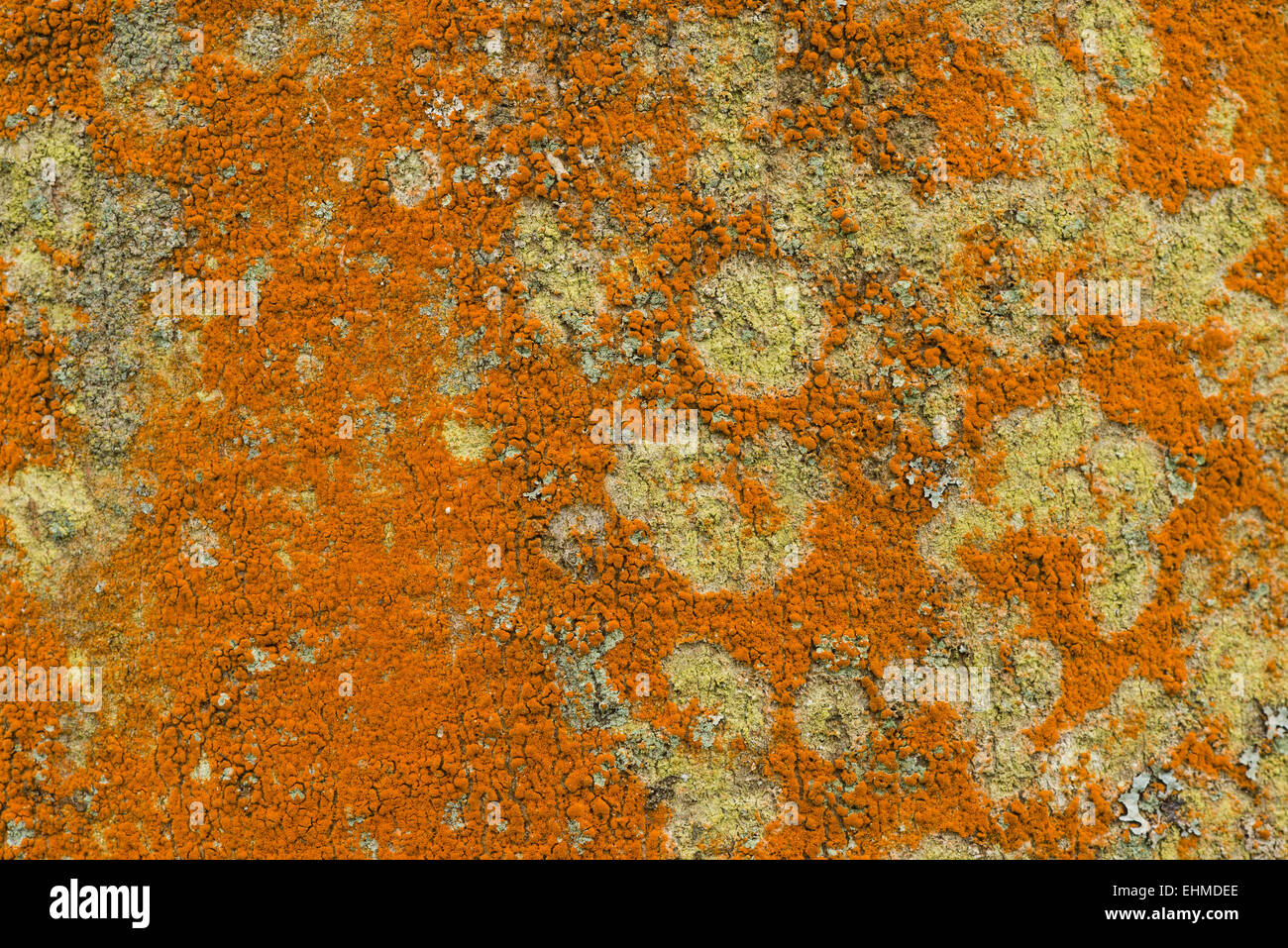 bright orange alga Trentepohlia colonising the bark surface of an ash tree competing for space with lichen Stock Photo