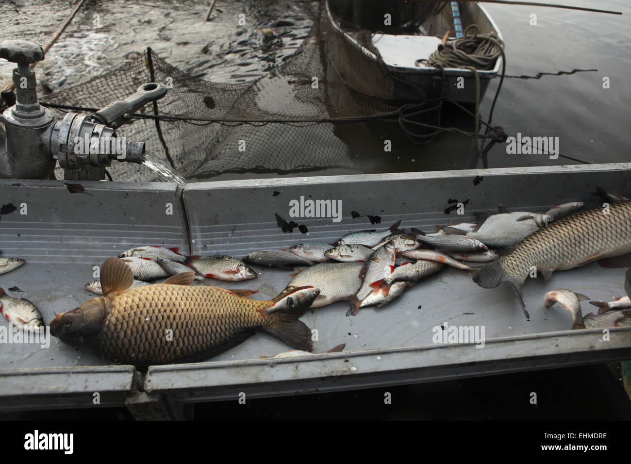 Sorted Fish Fresh catch of common rudd and common carp being sorted during a ...