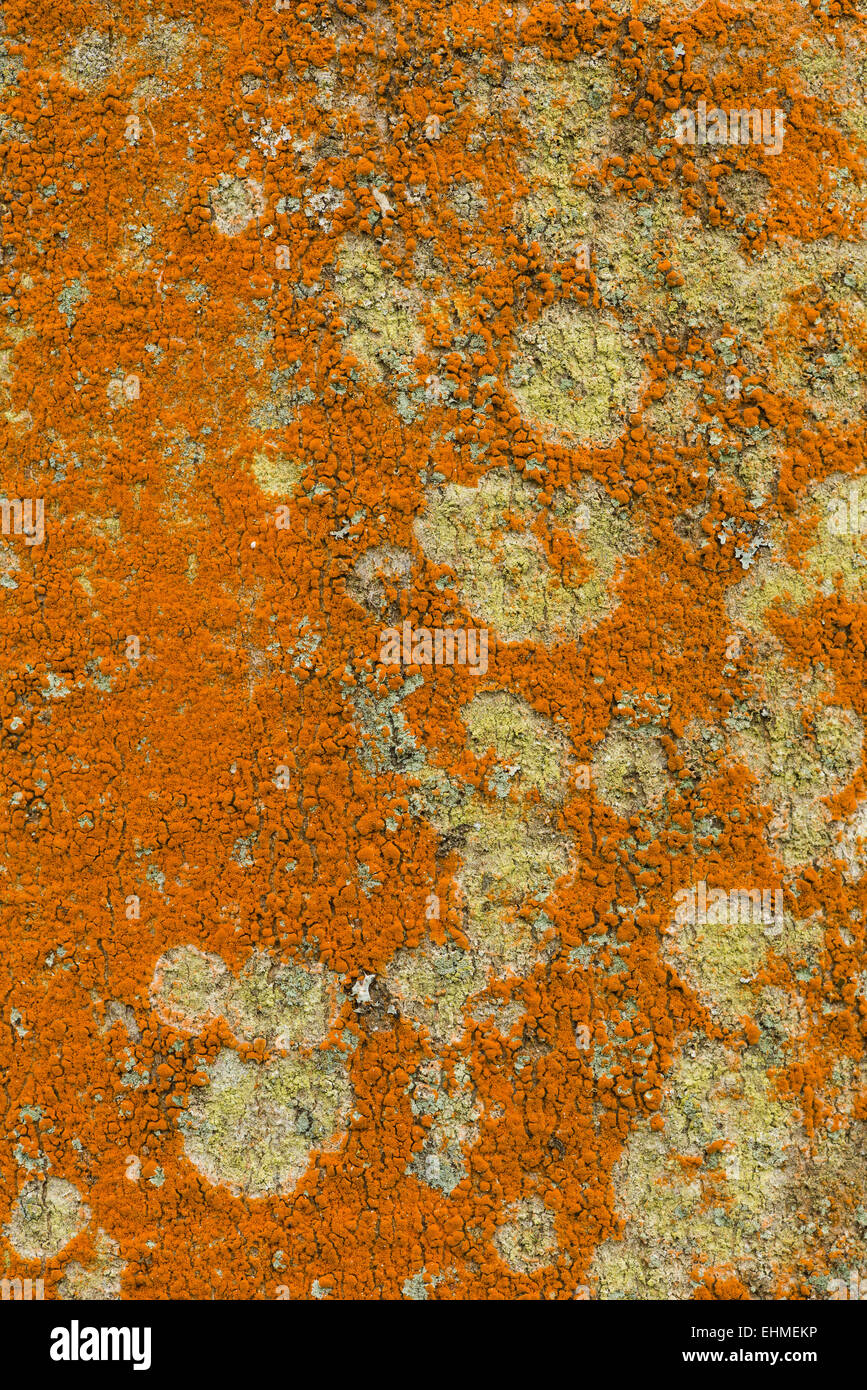 bright orange alga Trentepohlia colonising the bark surface of an ash tree competing for space with lichen Stock Photo