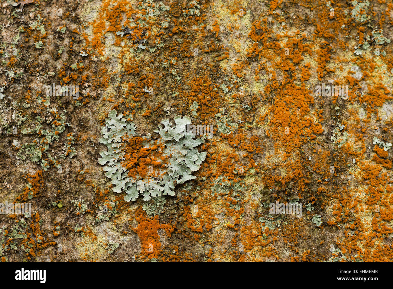 bright orange alga Trentepohlia colonising the bark surface of an ash tree competing for space with starburst lichen Stock Photo