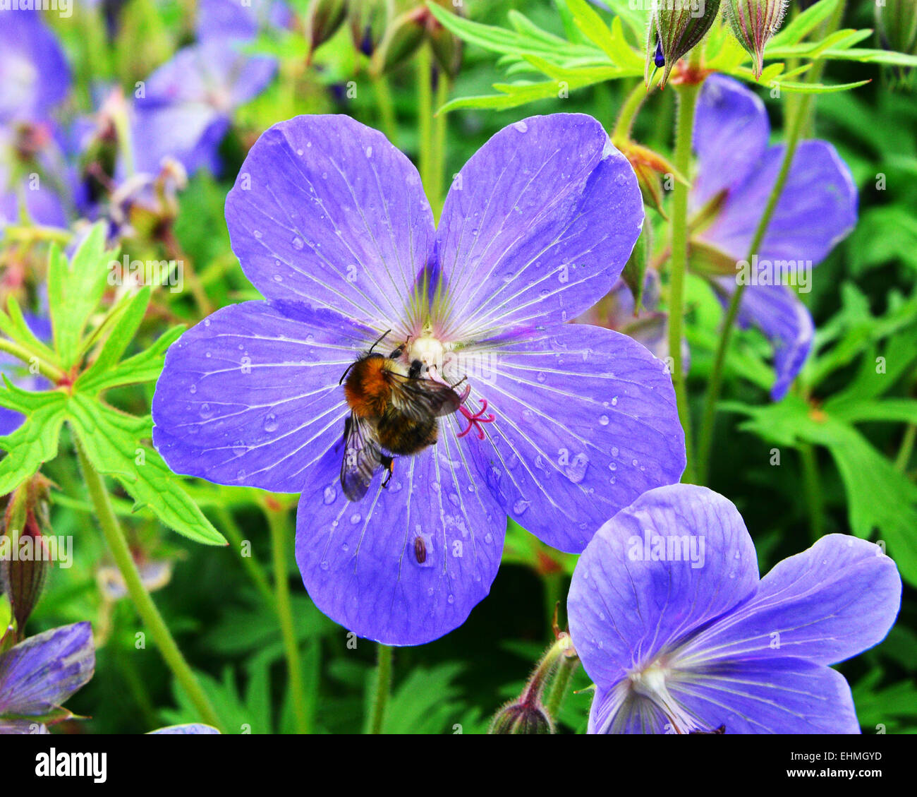 Bee collecting pollen from a Phlox flower, Polemoniaceae, Somerset, Exmoor, England. Stock Photo