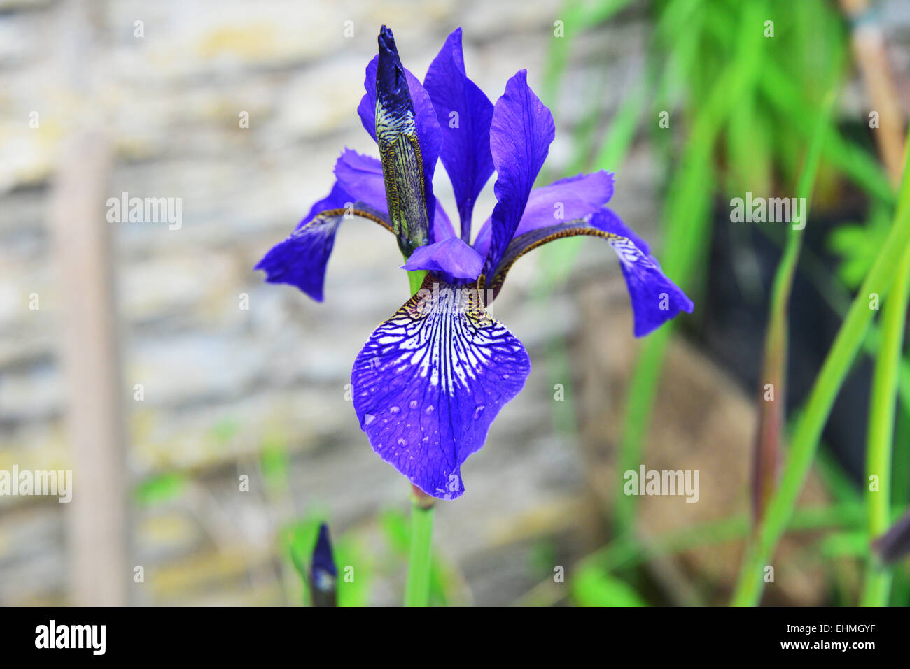 Blood red Iris, Iris sanguinea, Iridaceae. I know it's blue and not red, but it is called the Blood red Iris. Stock Photo