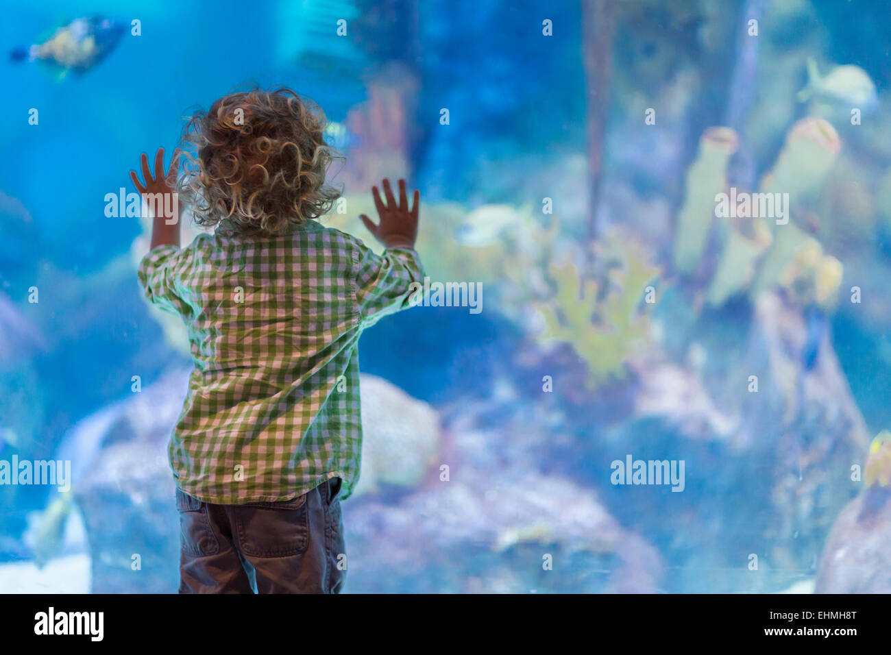 Caucasian baby boy admiring fish in aquarium Stock Photo