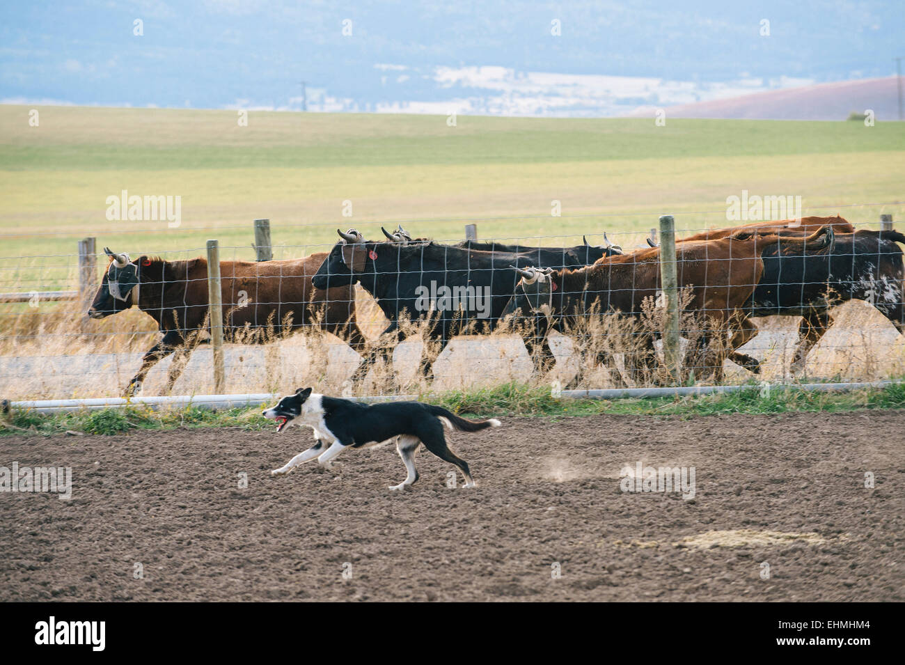 Dog herding cattle on ranch Stock Photo