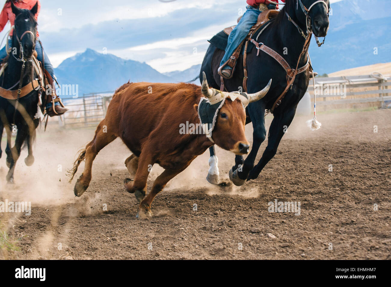 Caucasian herders chasing cattle at rodeo Stock Photo