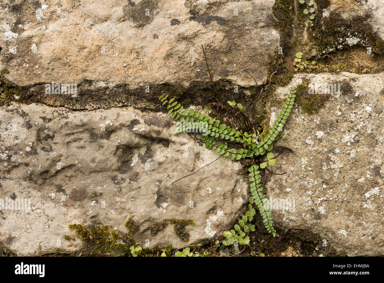 Maidenhair Spleenwort making a holdfast on old vertical wall face amongst cracks render  and slate rock Stock Photo