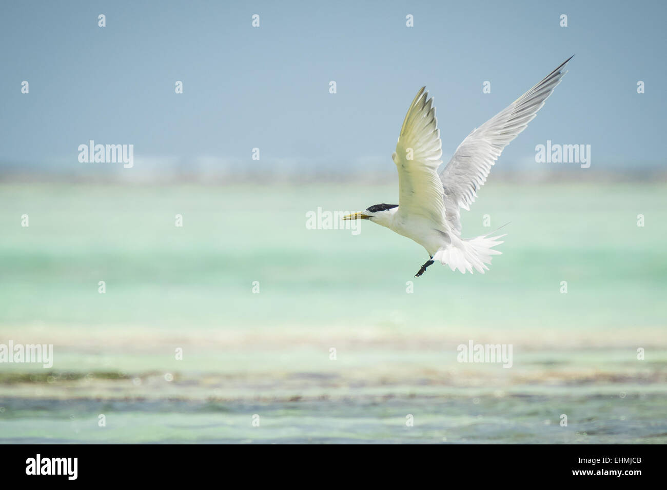 Lesser crested tern (Thalasseus bengalensis) fishing at sea Stock Photo