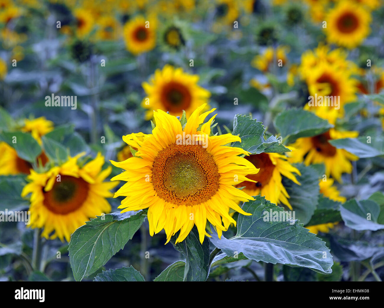Best images of sunflowers hires stock photography and images Alamy