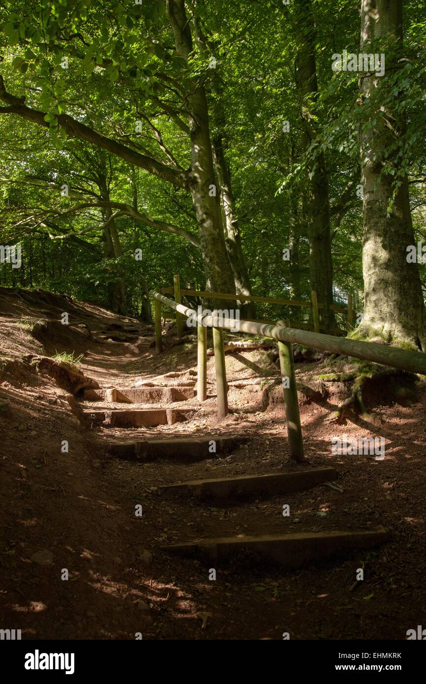 Woodlands on the Clent Hills, near Halesowen and Hagley Stock Photo Alamy