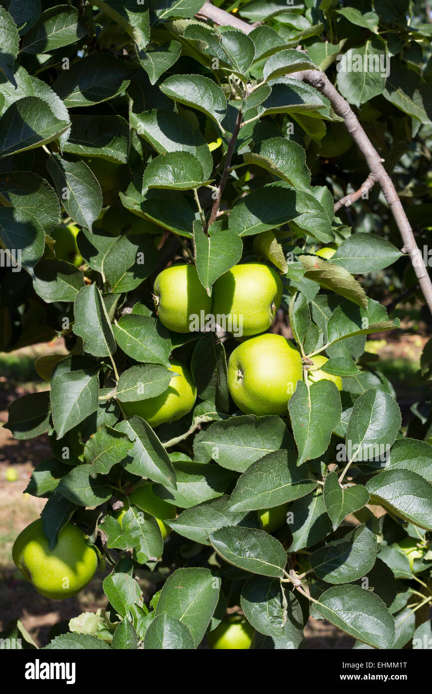 Green Apples still on the tree Stock Photo