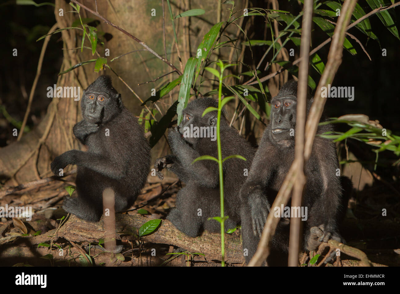 Sulawesi black-crested macaques (Macaca nigra) sitting below a large tree in Tangkoko Nature Reserve, North Sulawesi, Indonesia. Stock Photo