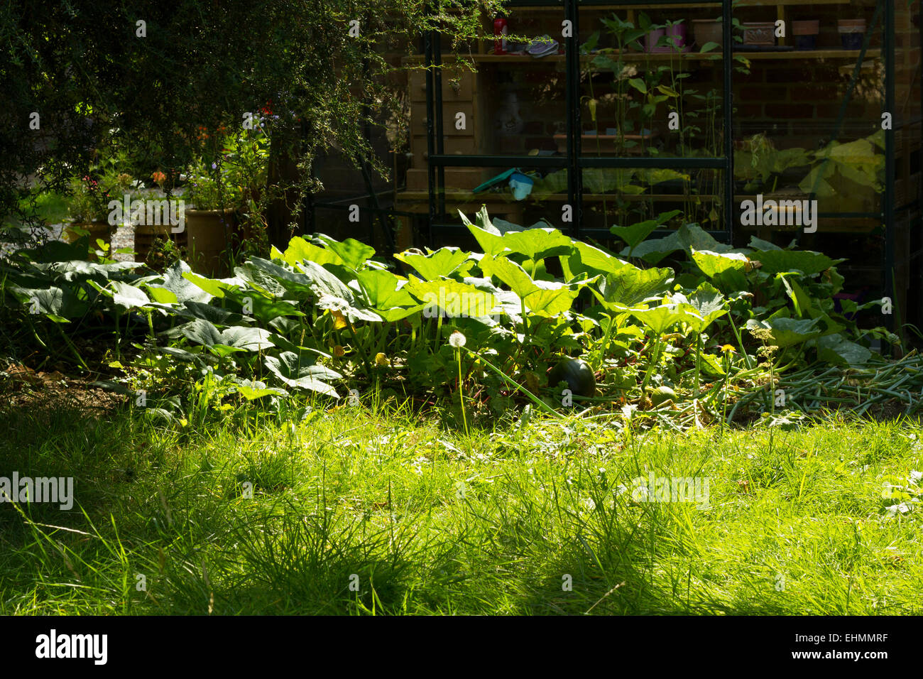 Sun lit vegetable patch with green house behind Stock Photo