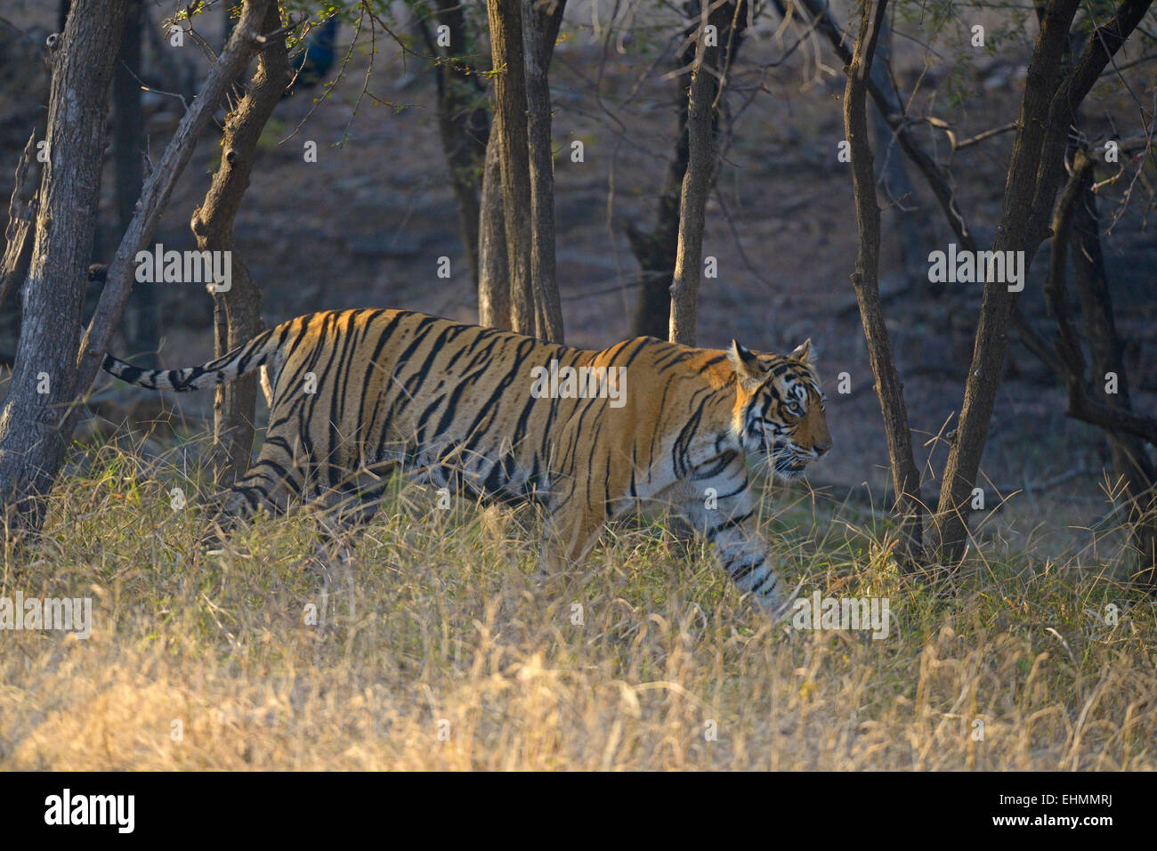 Wild tiger standing in the dry deciduous forests of Ranthambhore