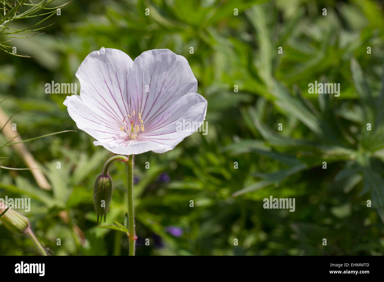 Single delicate wildflower Stock Photo - Alamy
