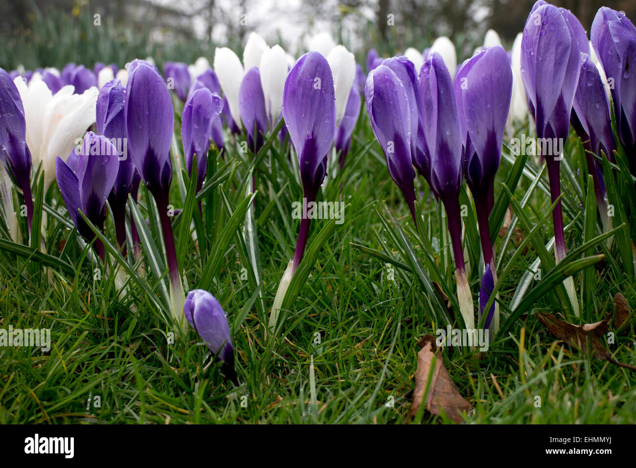 Crocus naturalised in grass, UK Stock Photo