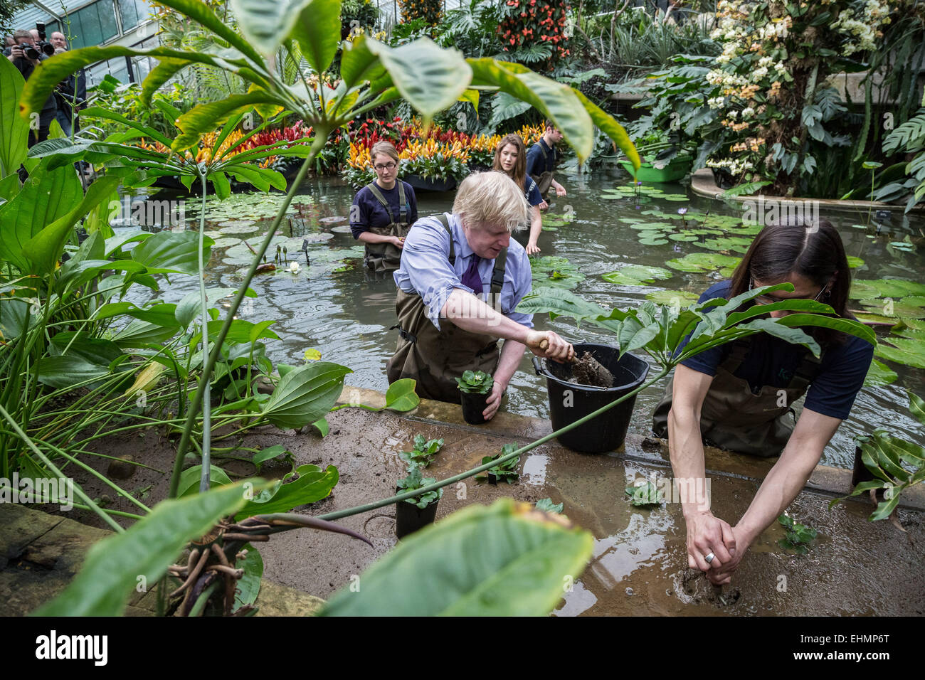 London, UK. 16th March, 2015. Mayor Boris Johnson plants water lilies ...