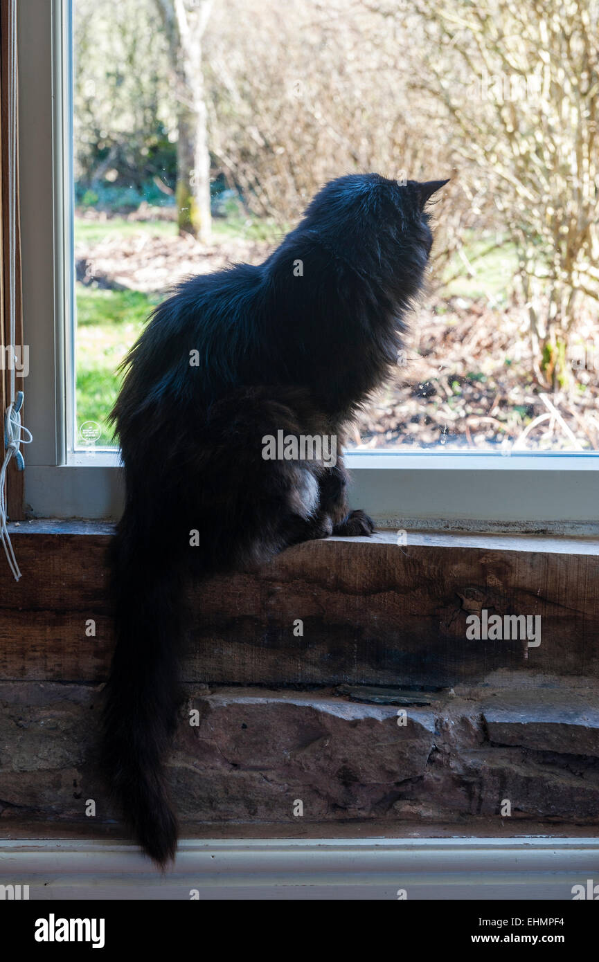 An elderly black long haired cat looking out at the garden through a window Stock Photo