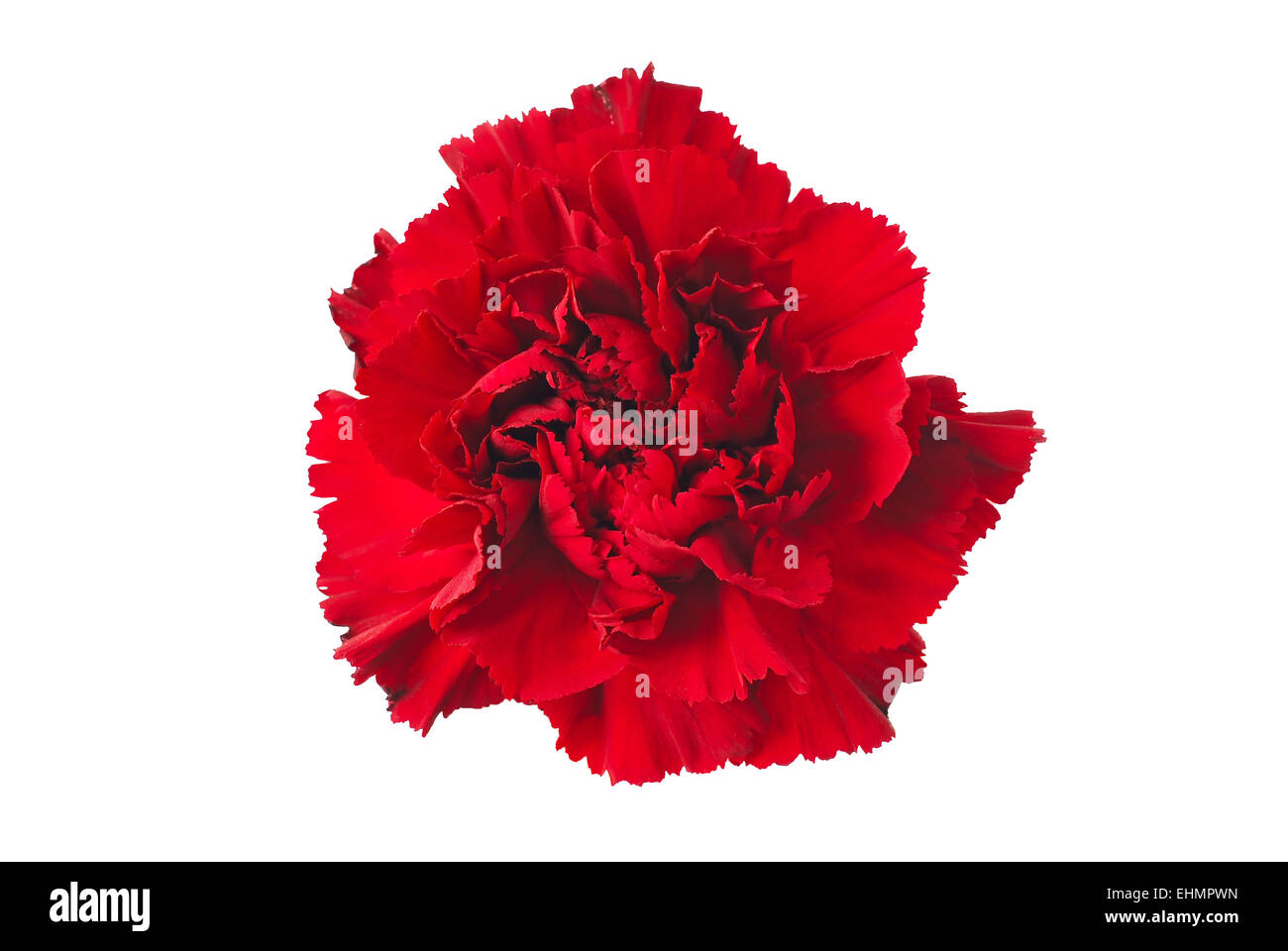 carnation flower isolated on white Stock Photo Alamy