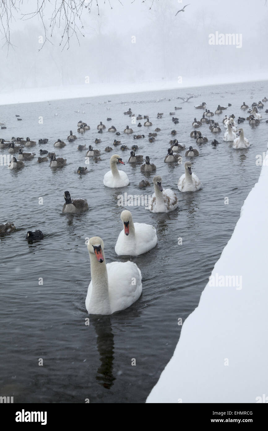 Water birds gather along the edge of the partially frozen lake in Prospect Park, hoping to be fed by people. Brooklyn, NY. Stock Photo