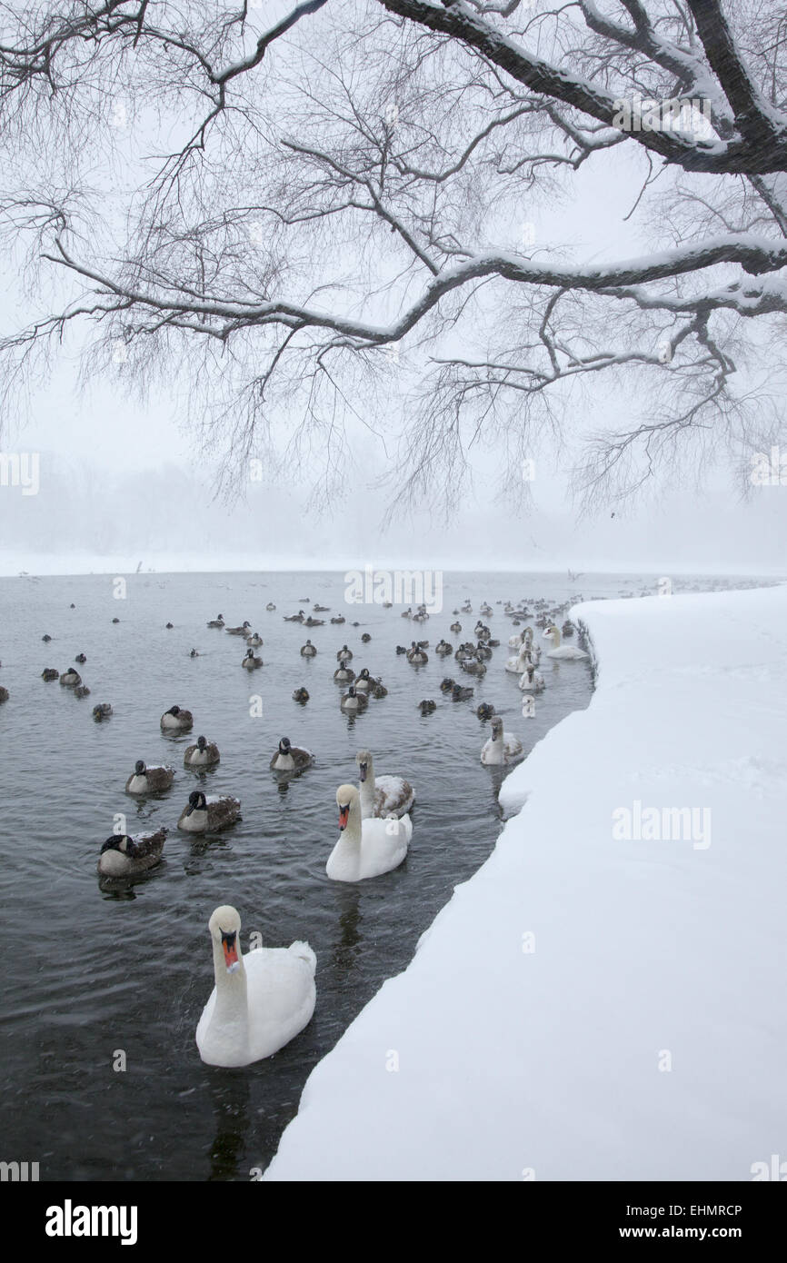 Water birds gather along the edge of the partially frozen lake in Prospect Park, hoping to be fed by people. Brooklyn, NY. Stock Photo