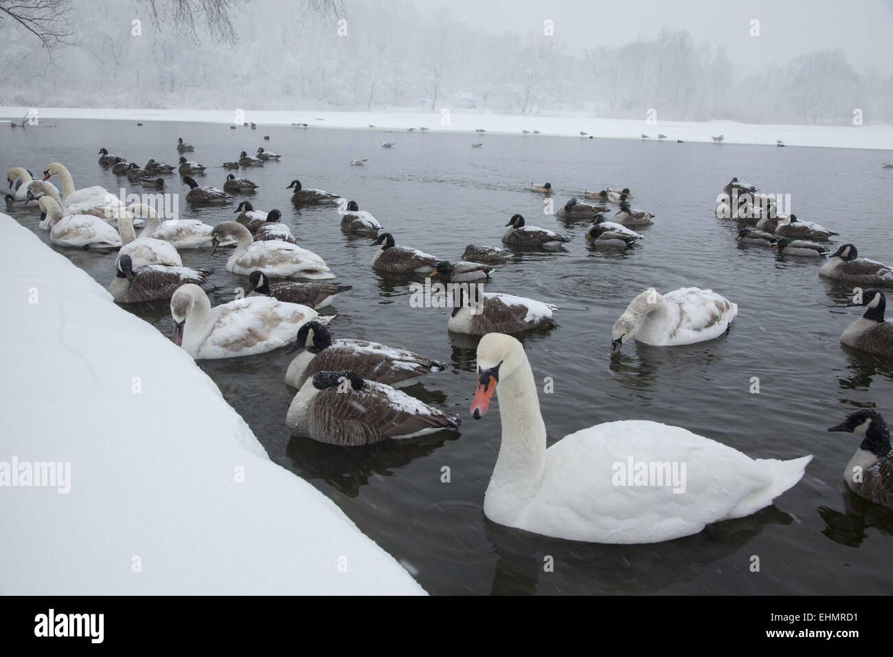 Water birds gather along the edge of the partially frozen lake in Prospect Park, hoping to be fed by people. Brooklyn, NY. Stock Photo