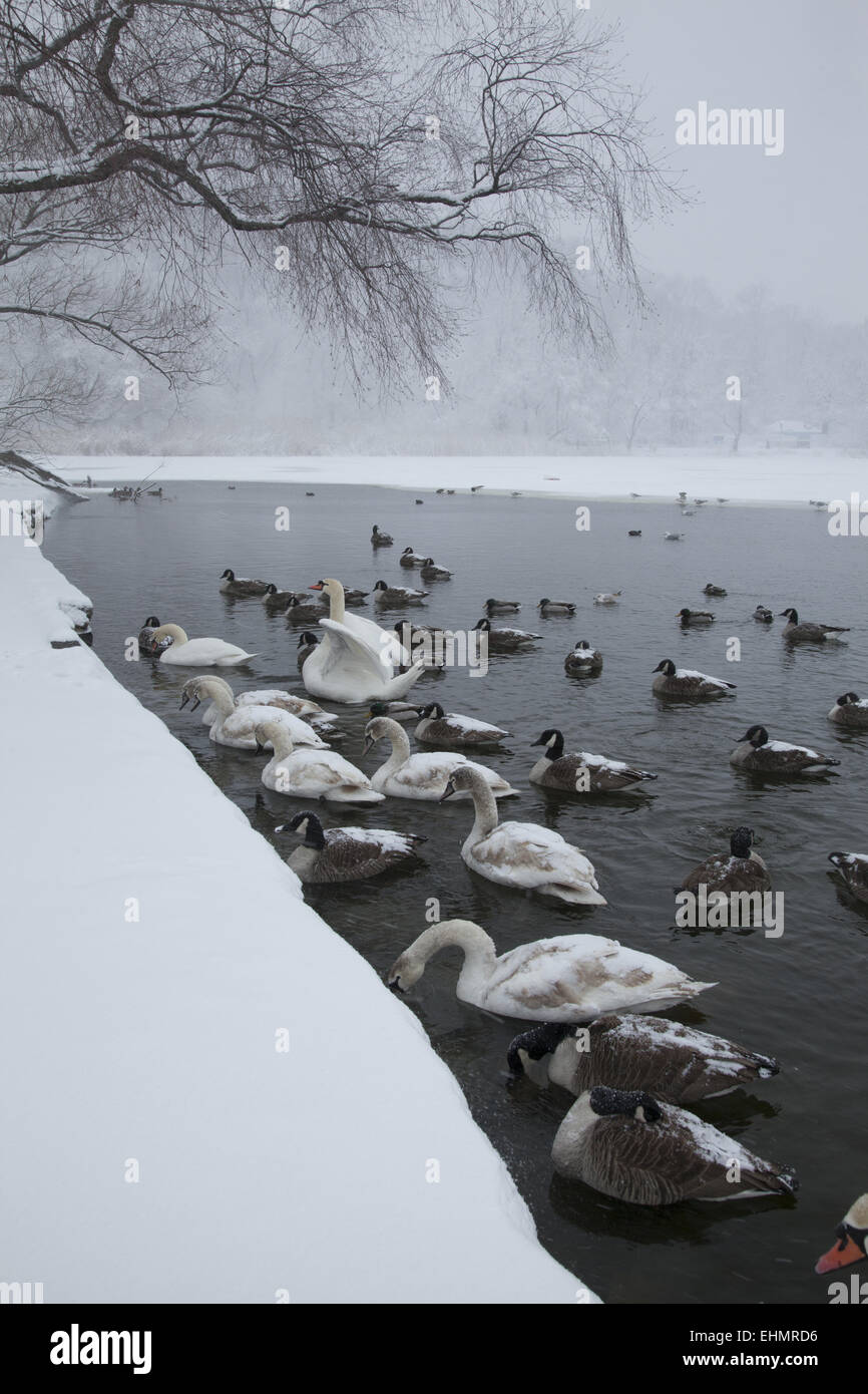 Water birds gather along the edge of the partially frozen lake in Prospect Park, hoping to be fed by people. Brooklyn, NY. Stock Photo