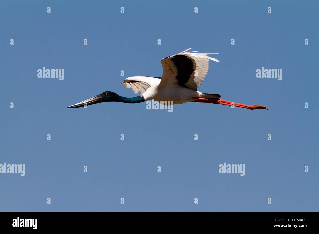 Black-necked stork Stock Photo