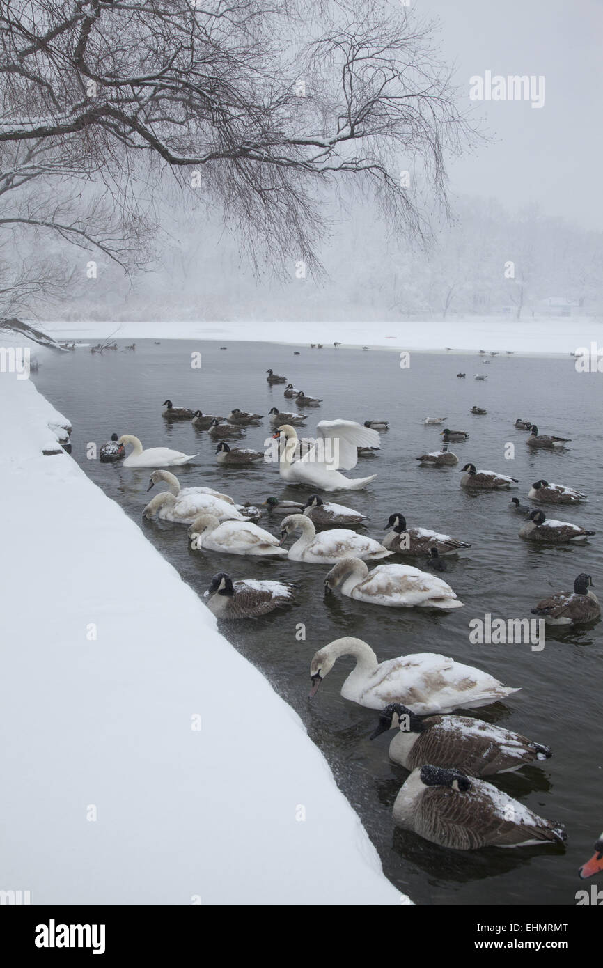 Water birds gather along the edge of the partially frozen lake in Prospect Park, hoping to be fed by people. Brooklyn, NY. Stock Photo