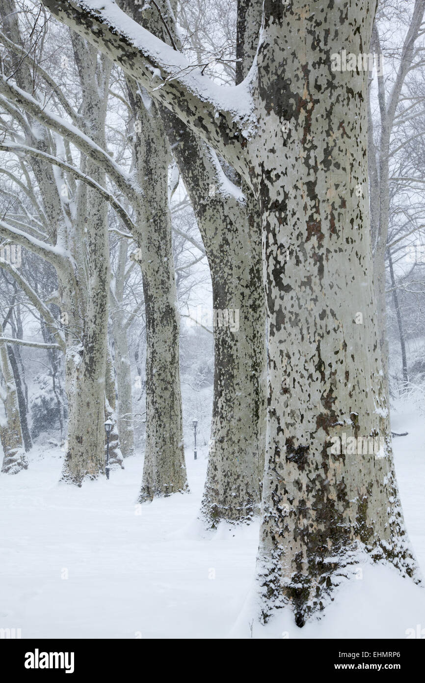 Snowstorm, Prospect Park, Brooklyn, NY. Stock Photo