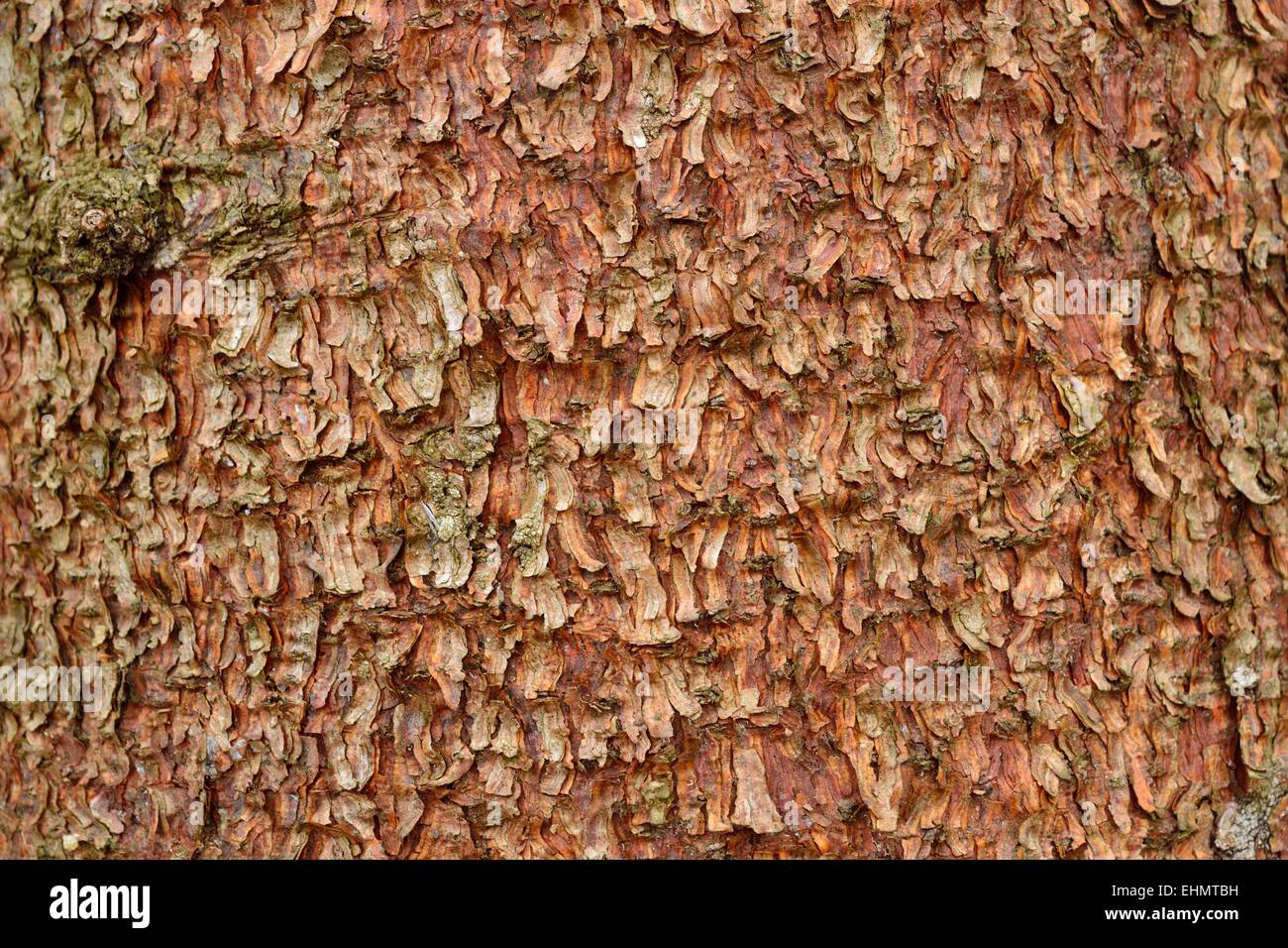Close up of a tree bark Stock Photo