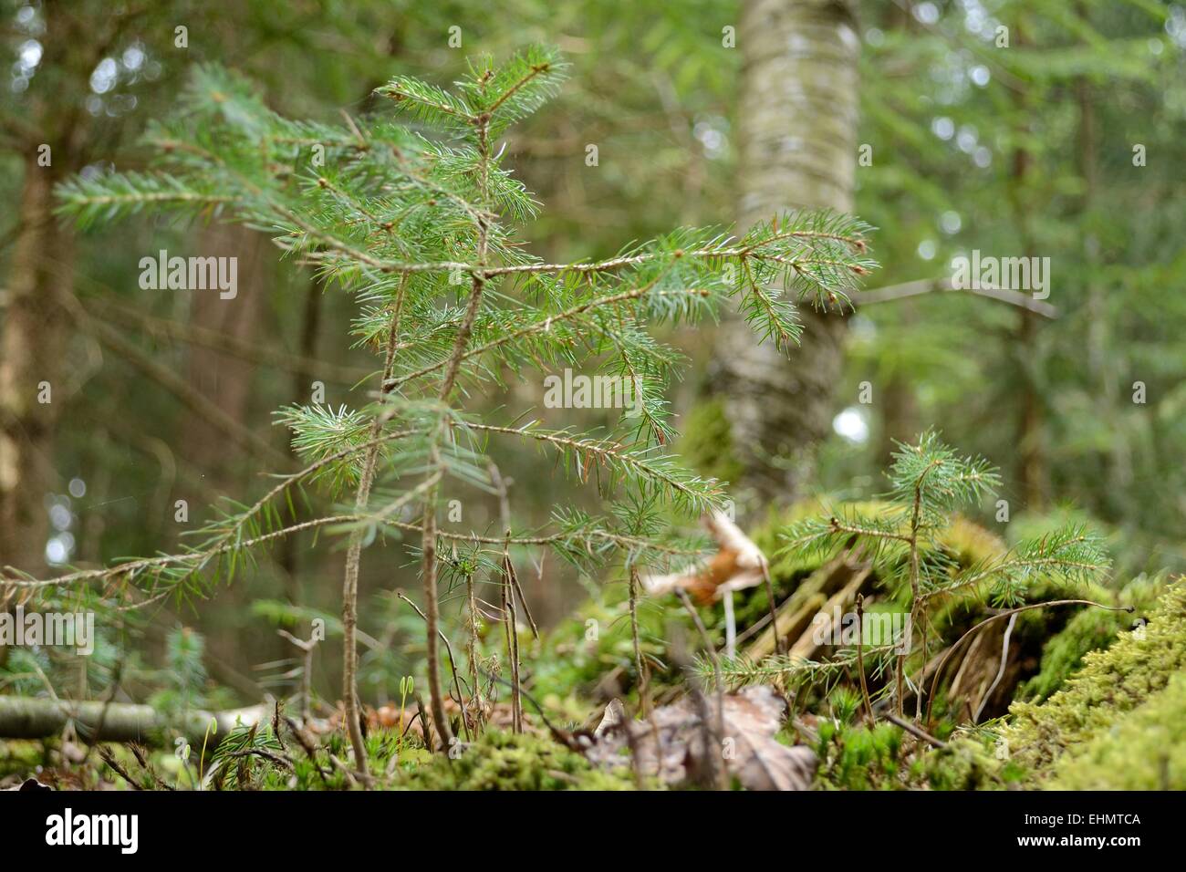 small conifers Stock Photo