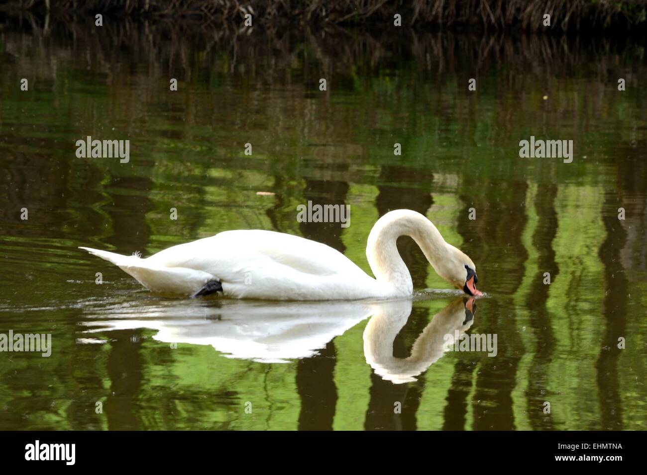 swan swimming in the river Stock Photo