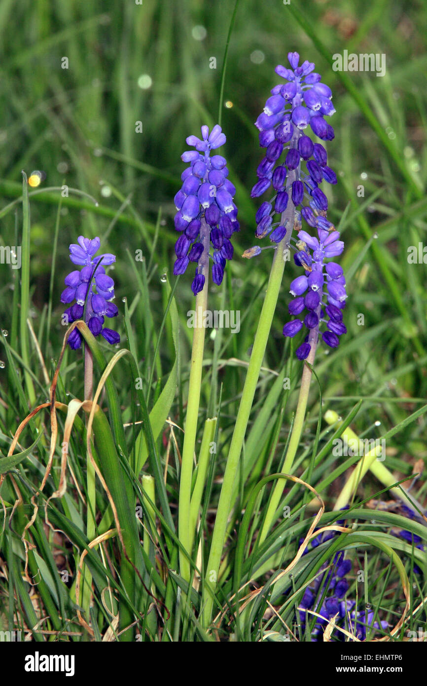 Grape Hyacinth, Muscari botryoides Stock Photo