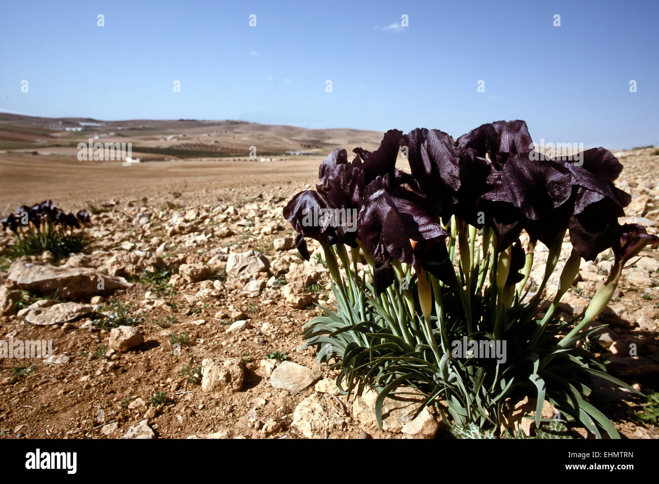 Black iris in their natural habitat Stock Photo - Alamy