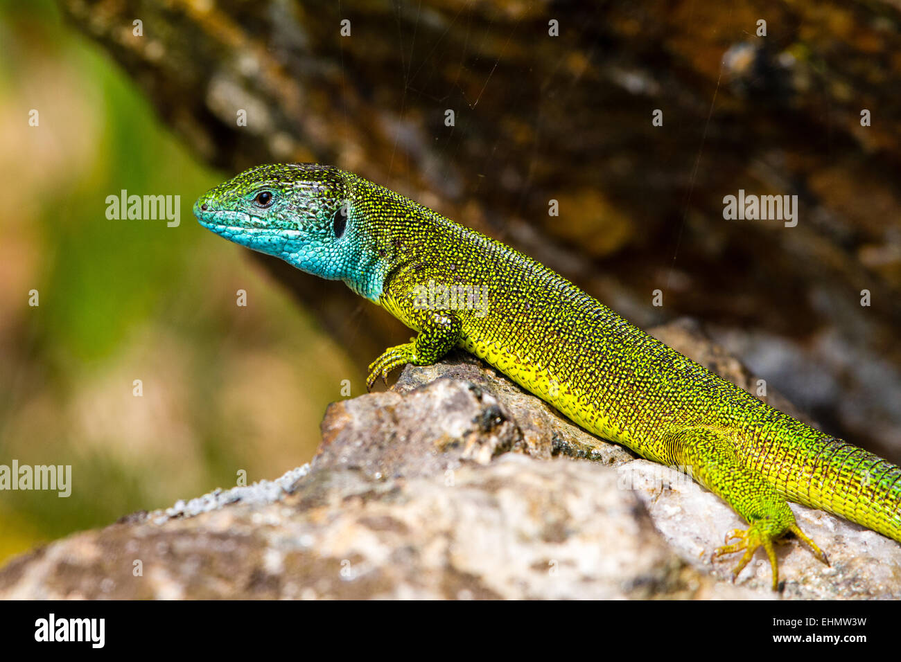European green lizard Stock Photo