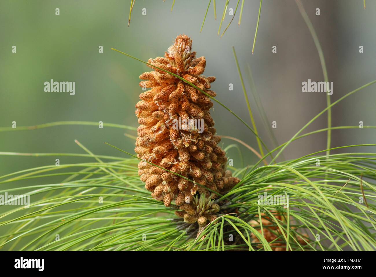Microsporangiate Strobili Male or Pollen cones In the development stage