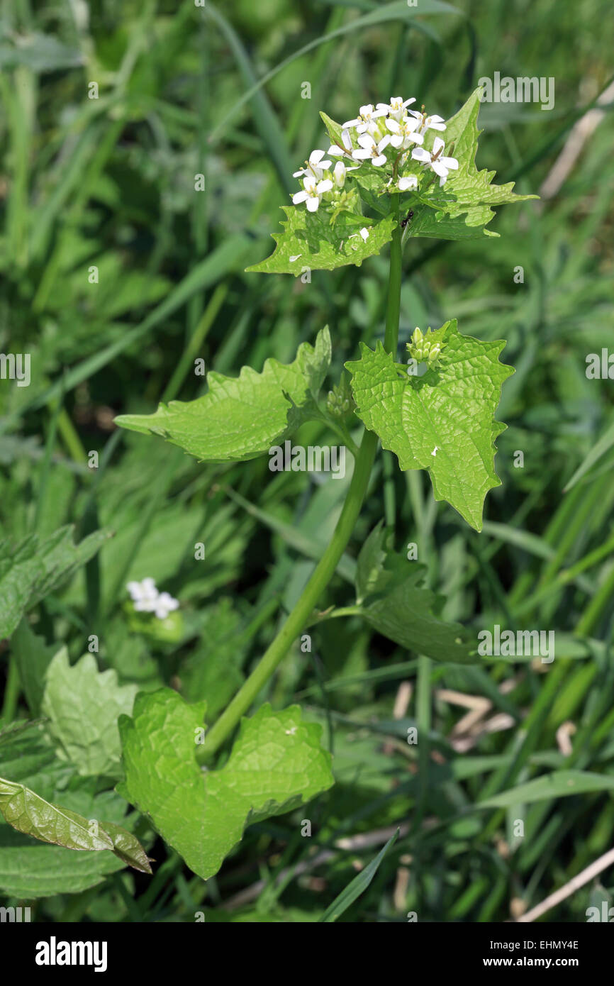 Garlic mustard, Alliaria petiolata Stock Photo