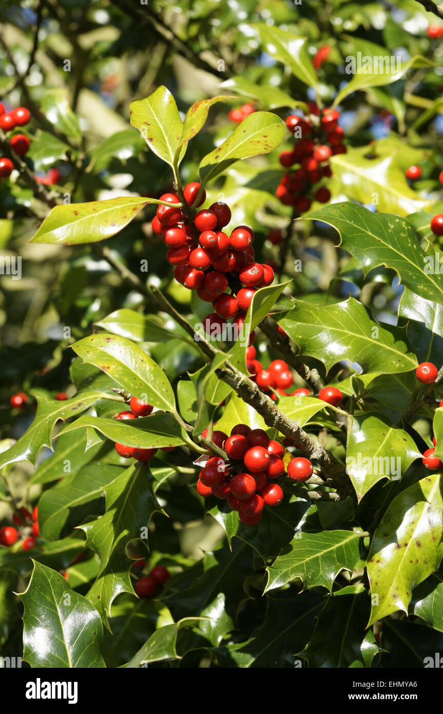 Stechhulsen schradler stechpalmengewachse hires stock photography and images Alamy