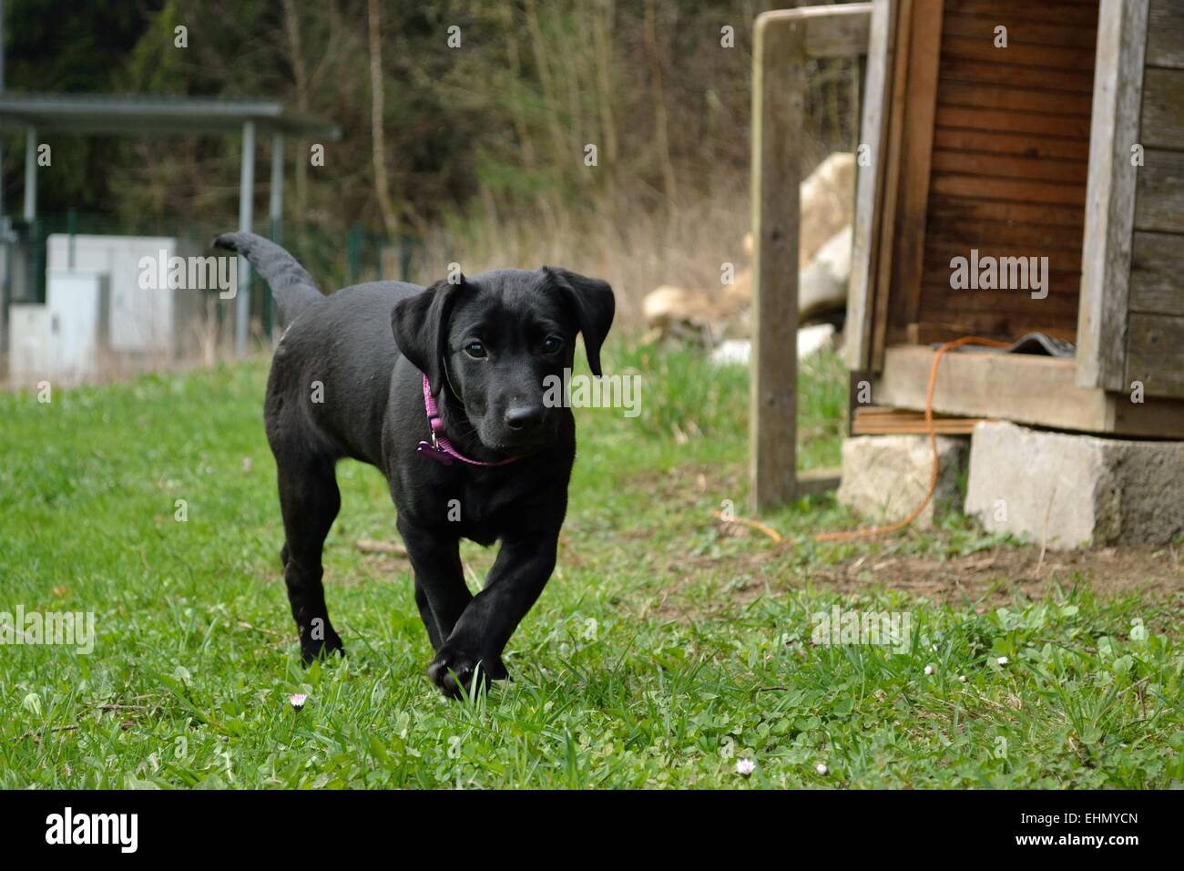 black dog puppy Stock Photo Alamy
