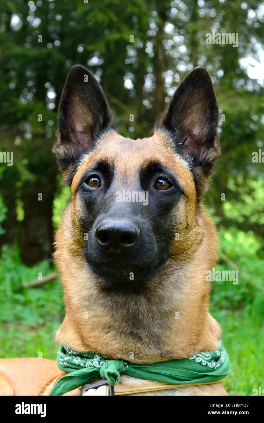 watchdog Stock Photo