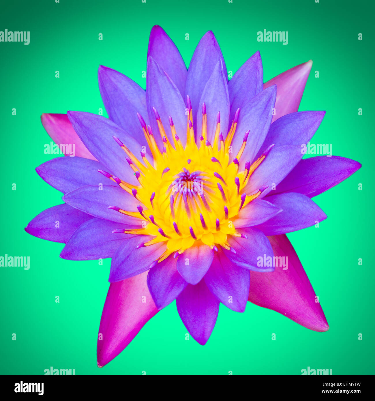 Lotus flower on a green background Stock Photo - Alamy