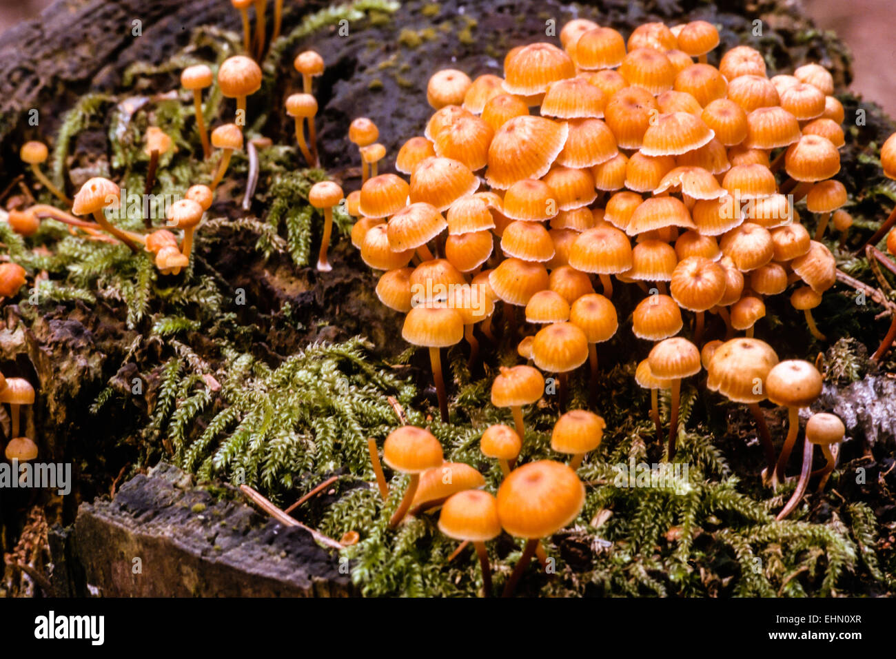 Golden trumpet Stock Photo Alamy