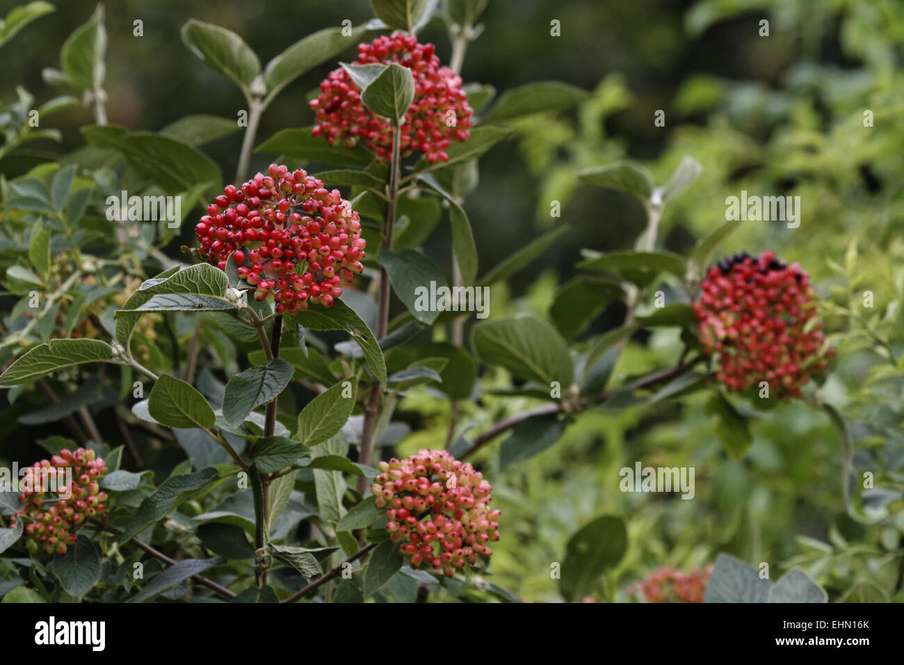 Wayfaring tree, Viburnum lantana Stock Photo