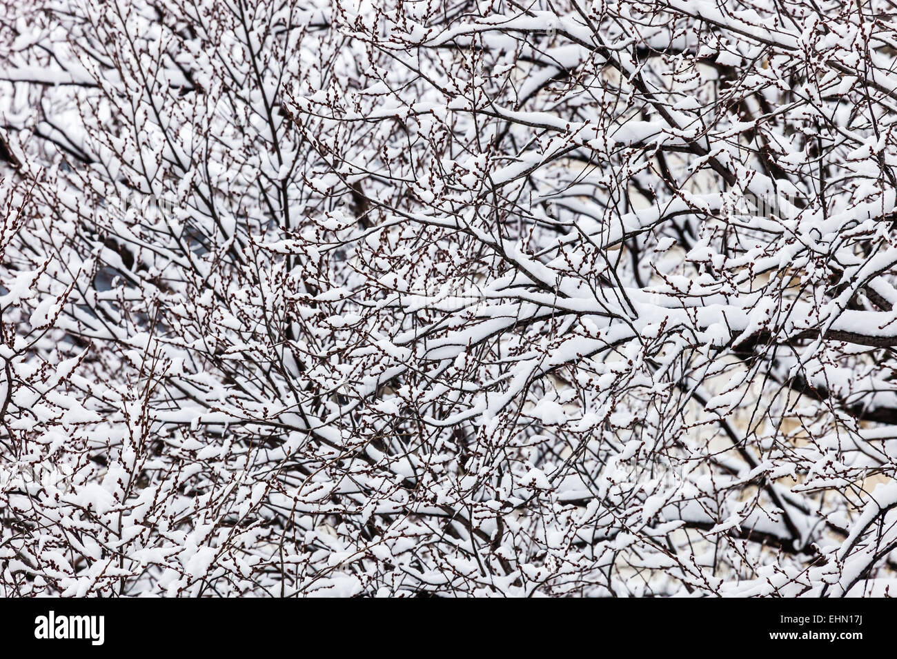 Snow on trees. Stock Photo