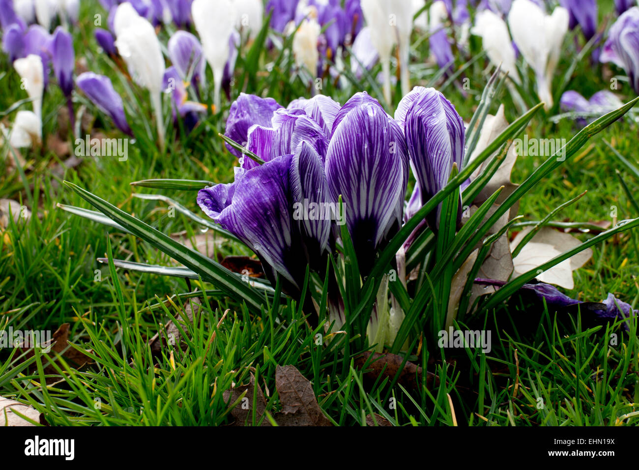 Crocus naturalised in grass, UK Stock Photo