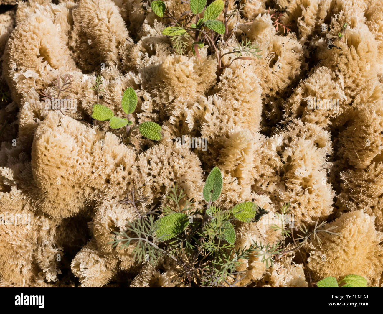 Natural Sponge with Plant Growth, Tarpon Springs, FL Stock Photo