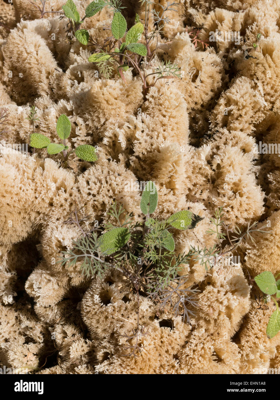 Natural Sponge with Plant Growth, Tarpon Springs, FL Stock Photo
