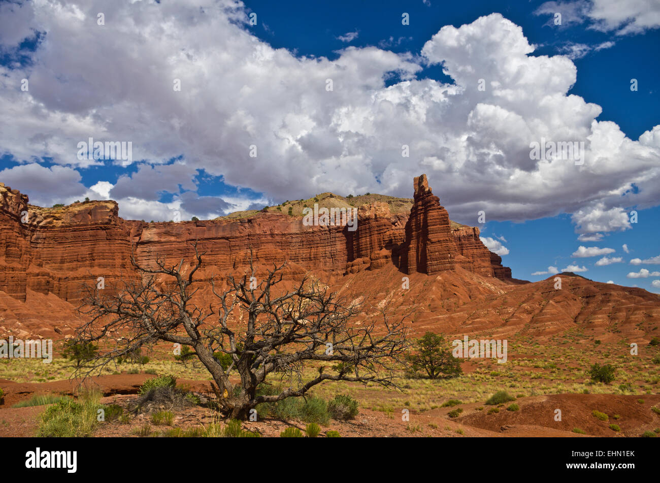 Cumulus clouds, red buttes, and a Pinyon pine near the west entrance of Capital Reef National Park, Utah, United States. Stock Photo