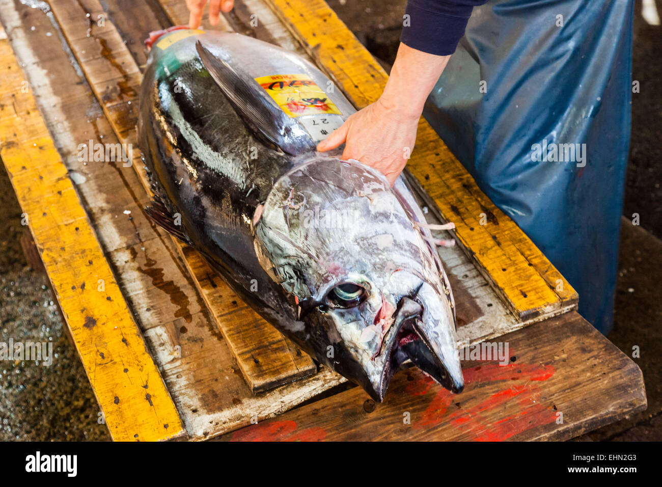 Tuna fish for sale at Tsukiji fish market, Tokyo, Japan Stock Photo Alamy