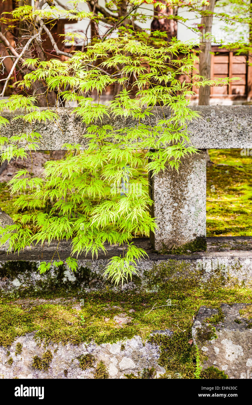 Japanese garden, Kyoto, Japan. Stock Photo